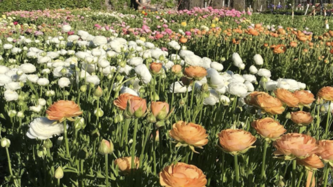 Ranunculus Blooms! From Post Street Farm Instagram