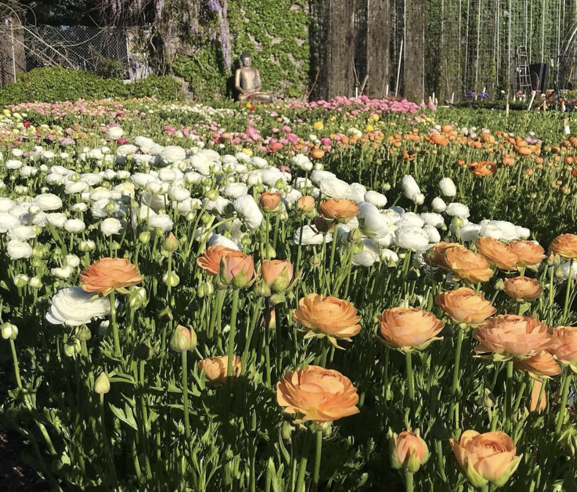 Ranunculus Blooms! From Post Street Farm Instagram